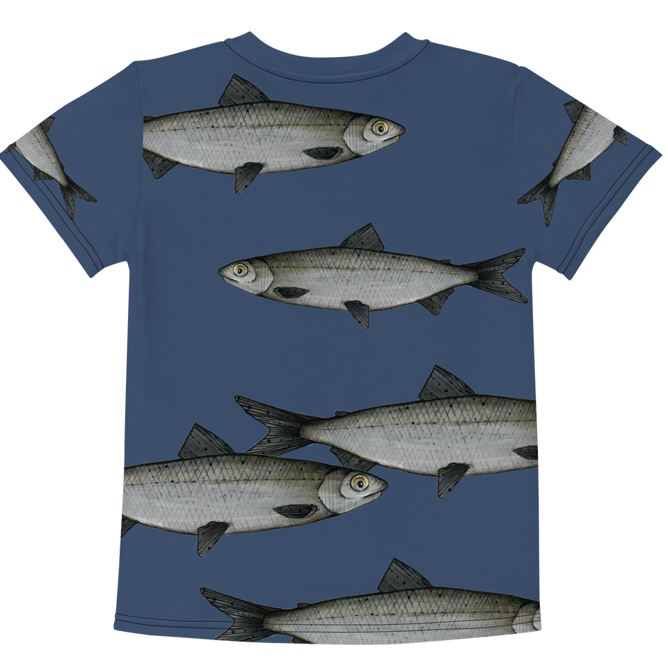 Coregonus lavaretus - Siika